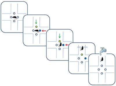 Animal Learning in a Multidimensional Discrimination Task as Explained by Dimension-Specific Allocation of Attention